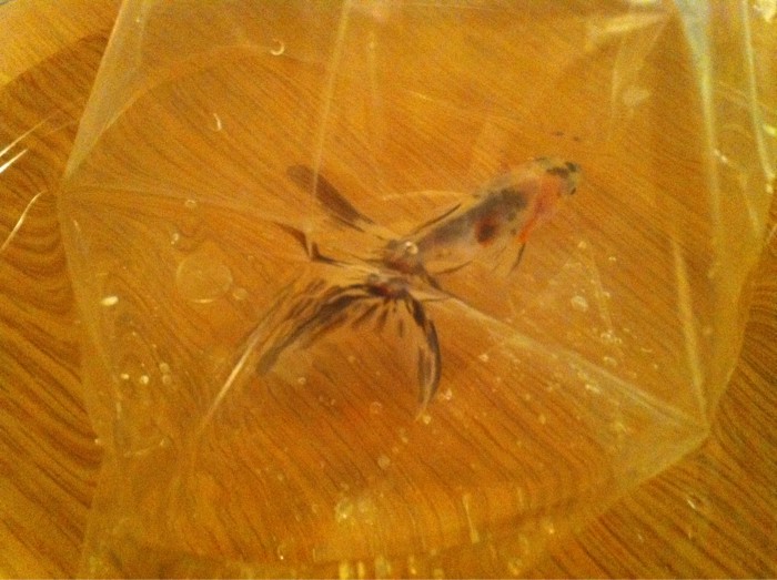 Image posted by MobyPicture.com